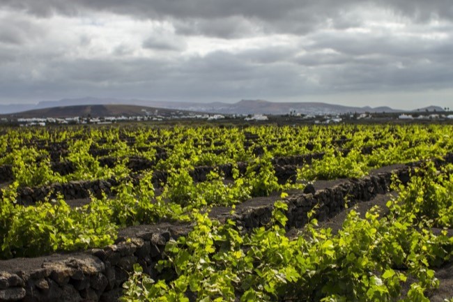 Wein Tour in lanzarote