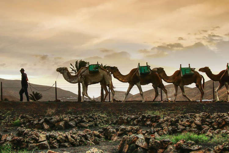 Camels