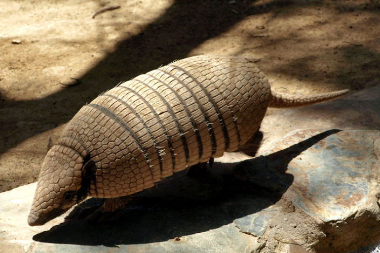 armadillo