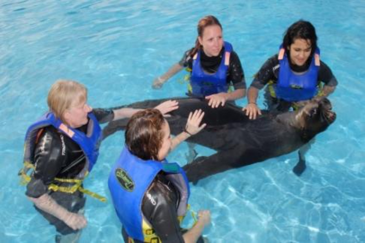 delfines