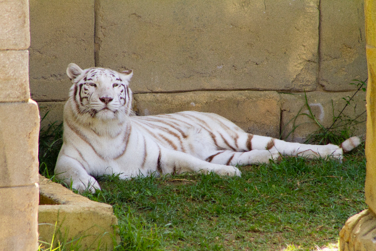 Rancho Texas White Tiger