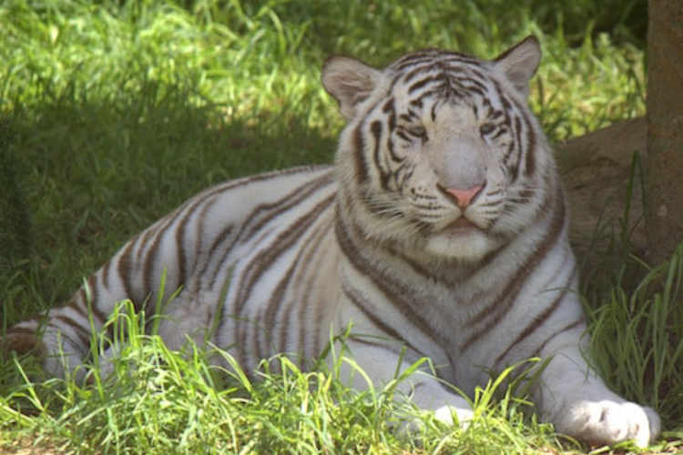 White tiger