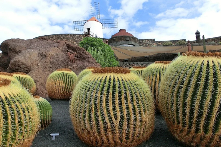 Kaktus Garten