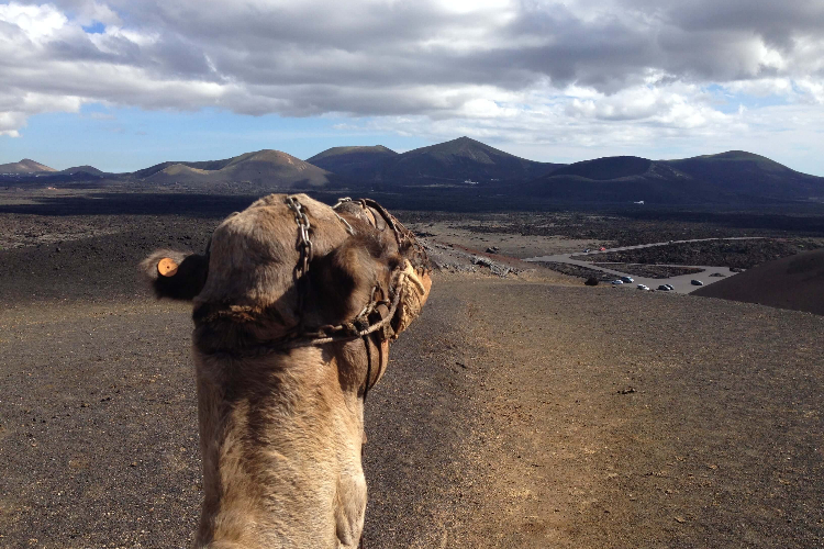 camel ride 3