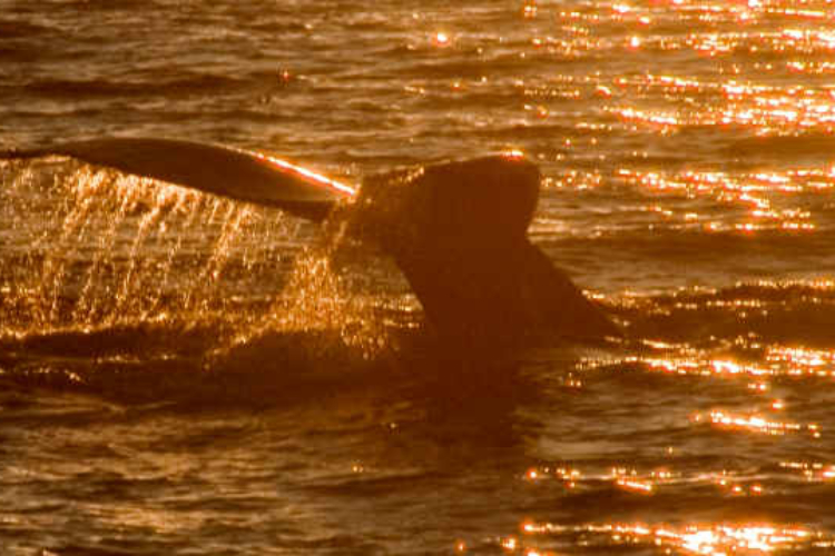 atardecer avistamiento delfines