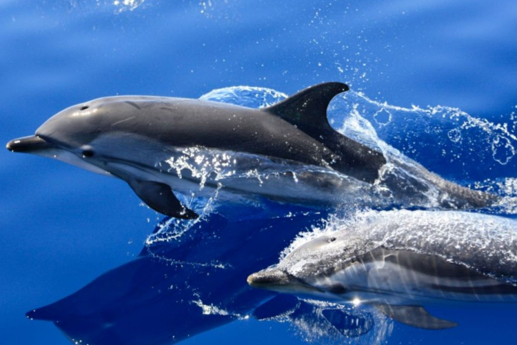 Delfines