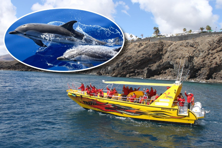 Excursión delfines